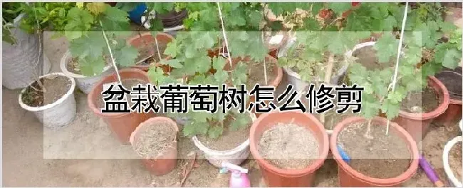 盆栽葡萄树怎么修剪 | 自然知识