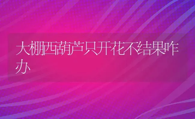 大棚西葫芦只开花不结果咋办 | 瓜果种植