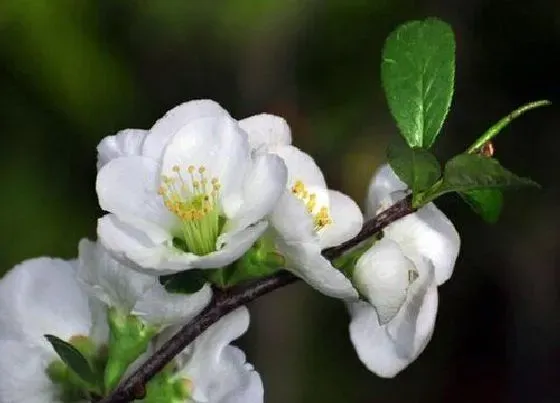 花朵|白梅花是什么植物的花