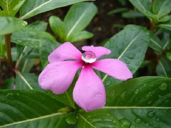 植物百科|长春花有种子吗 种子怎么种植