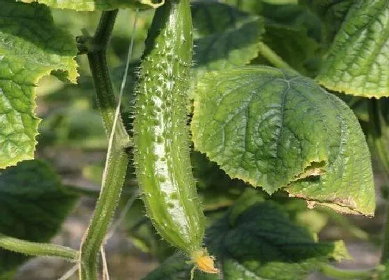 植物施肥|种黄瓜用什么肥料好