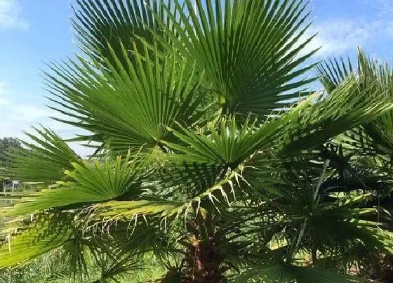 风水百科|大门前种什么树风水好 门口种树对风水好又招财