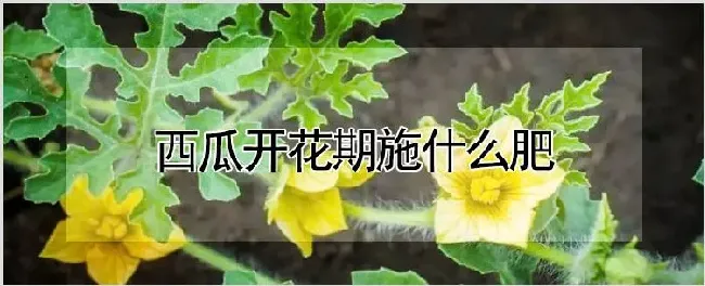 西瓜开花期施什么肥 | 农业科普