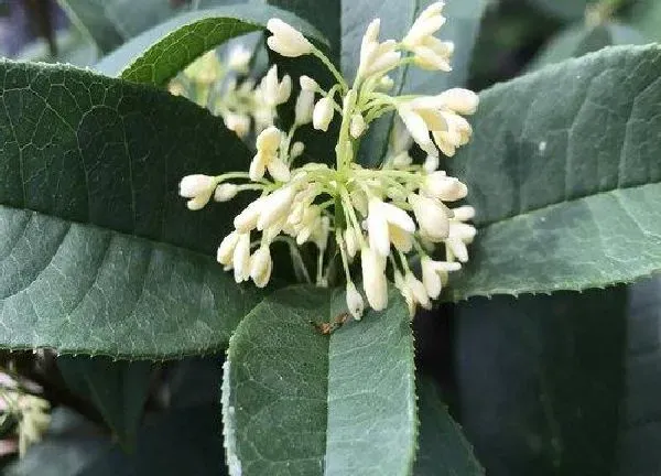 植物浇水|桂花开花时能浇水吗