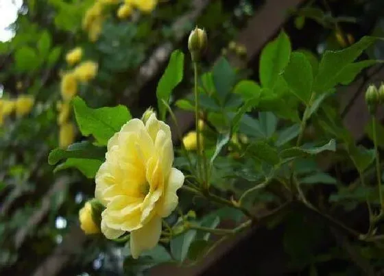 开花时间|黄木香花一年开几次花 花期什么时候