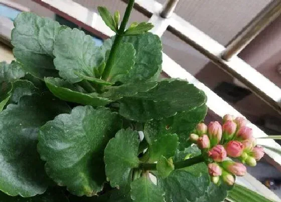 烂心|长寿花烂心怎么办