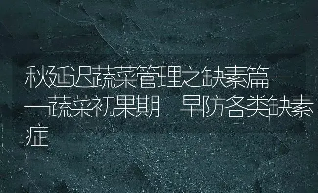 育壮棵防住病 樱桃番茄促产正当时 | 瓜果种植