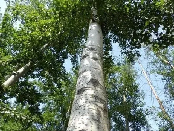 植物虫害|杨树钻心虫防治方法 打什么农药好