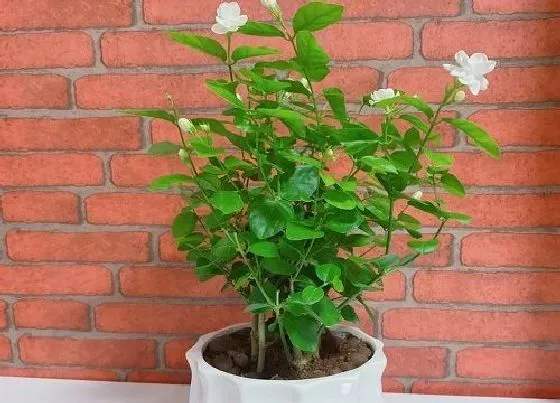 植物百科|茉莉花好养吗