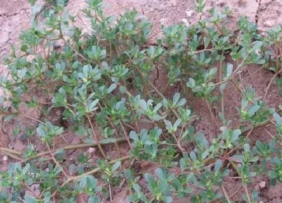 植物百科|马菜又叫什么菜