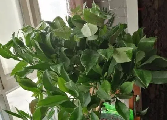 不开花|非洲茉莉为什么不开花