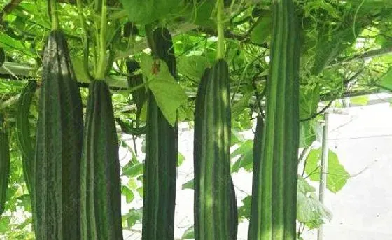 果实科普|八角丝瓜几月开花结果 什么时候开花结果