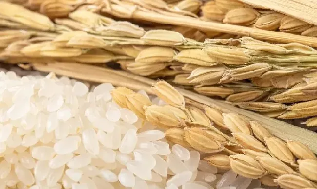 食用科普|中国最好吃的大米排行榜（全国品牌优质大米是哪里产的）