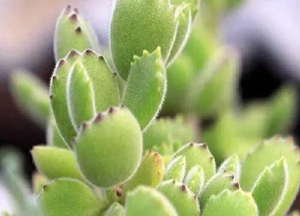 植物浇水|熊童子夏天怎么浇水方法
