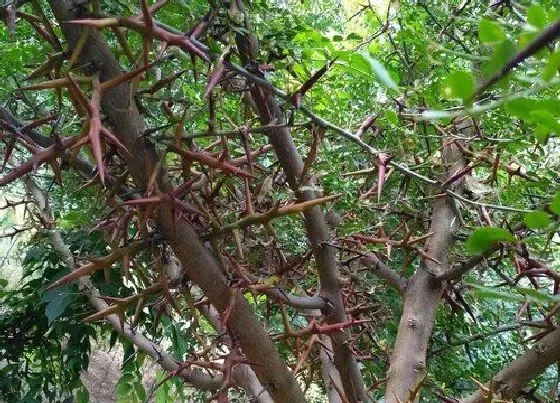 种植位置|皂角树可以种在院子里吗