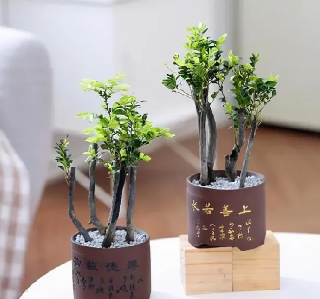 养殖方法|小叶紫檀盆景怎么养才会好看（盆栽小叶紫檀平时养护方法）