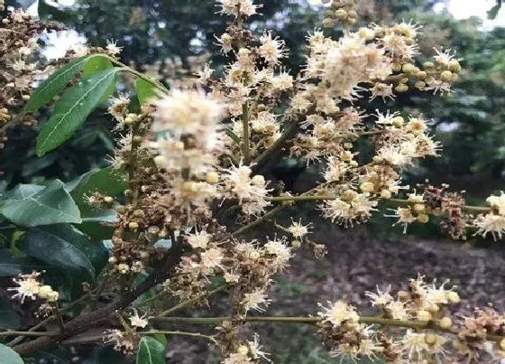 花朵诊疗|龙眼催花时间和方法