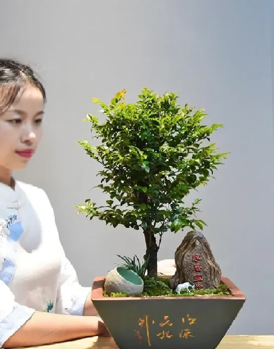 养殖方法|小叶紫檀盆景怎么养才会好看（盆栽小叶紫檀平时养护方法）