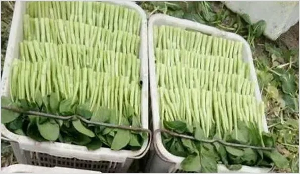 菜心高产施肥要点和注意事项 | 种植资料