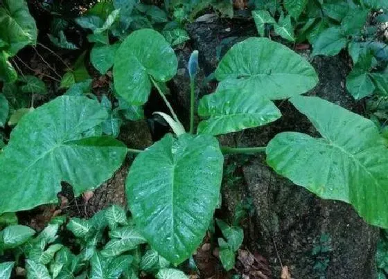 植物种类|观音叶是什么树上的叶子 长什么样子