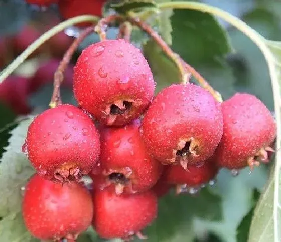 植物嫁接|山楂树什么时候嫁接成活率高