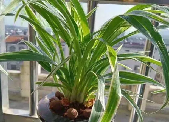 种植土壤|吊兰适合什么土种植