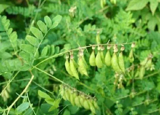 植物百科|北芪和黄芪一样吗 有什么不同区别