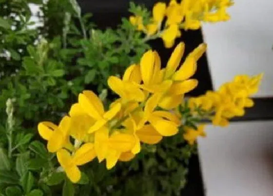 植物毒性|金雀儿有毒吗 可以放在室内养吗