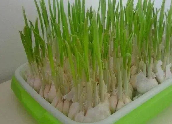 养殖方法|蒜可以水培吗  种蒜水培的方法