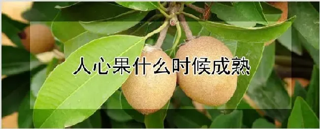 人心果什么时候成熟 | 种植资料