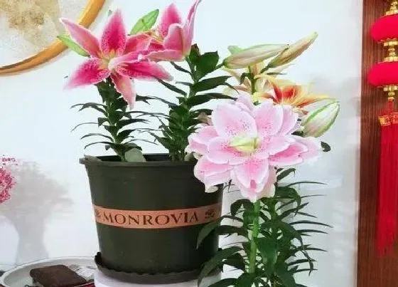 植物百科|百合花是雌雄同株吗