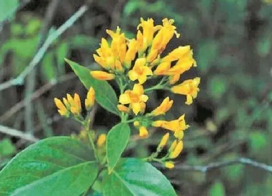 植物百科|断肠草又叫什么名字