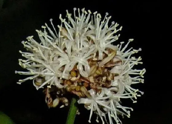 植物百科|也门铁开花吗 开花的样子（图片）