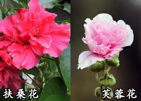 植物种类|扶桑花和芙蓉花是一种花吗