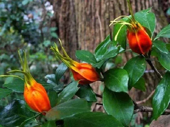 果实科普|栀子几月开花结果 什么时候开花结果