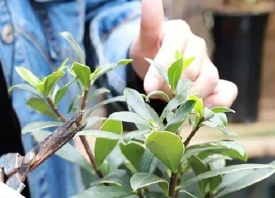 植物修剪|金边瑞香怎么修剪方法