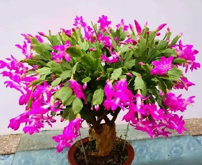养殖科普|蟹爪兰怎样修剪才能叶子茂盛开花多