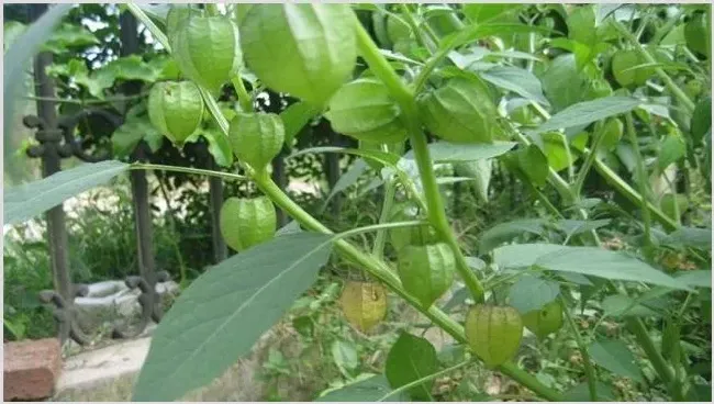 姑娘果种植前景分析 | 种植技术