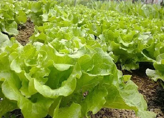 植物百科|春菜是生菜吗 春菜和生菜是一个东西吗