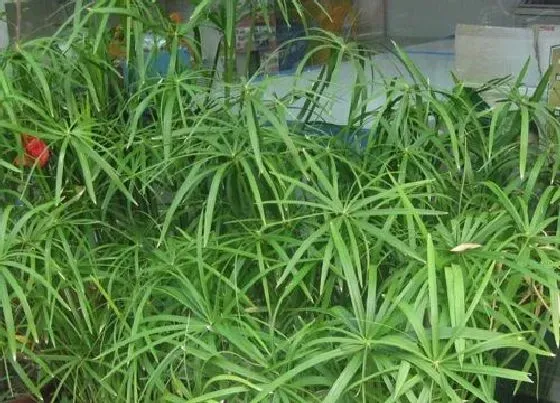 植物招财|阳台放什么植物招财