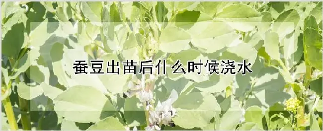 蚕豆出苗后什么时候浇水 | 种植资料