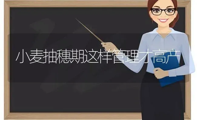 小麦抽穗期这样管理才高产 | 粮油作物种植