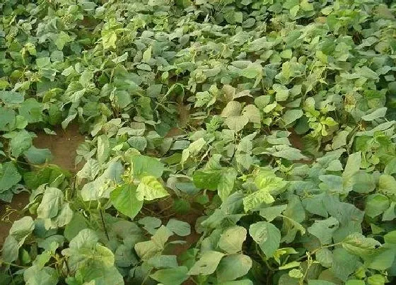 植物播种|北方绿豆什么时候播种 合适播种时间