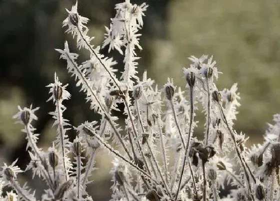 植物百科|冰子是什么植物