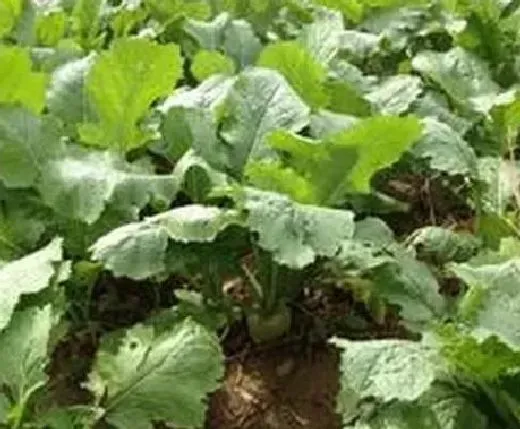 种植管理|叶用芥菜怎样种植与田间管理技术，芥菜怎么种才能长好）