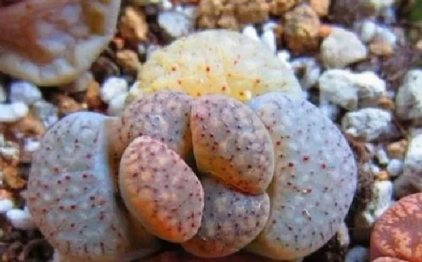 植物生根|生石花怎么修根 上盆换盆前的修根方法