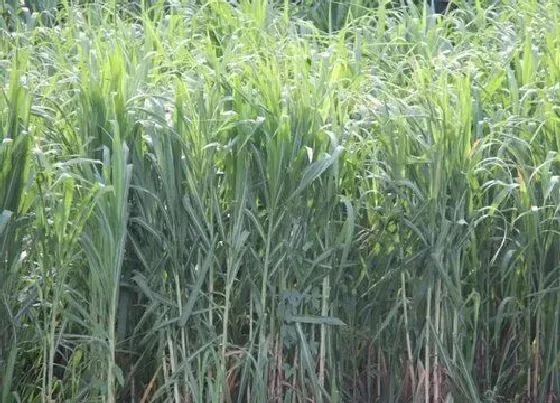 植物百科|巨菌草有种子吗