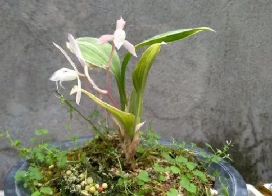 开花时间|兔耳兰什么时候开花 一般几月份开花