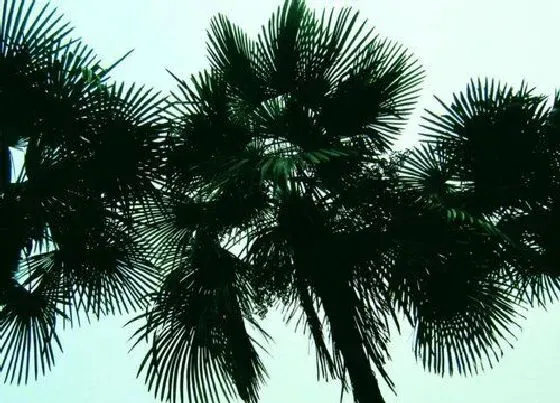 种植管理|棕树的生长周期是多长时间