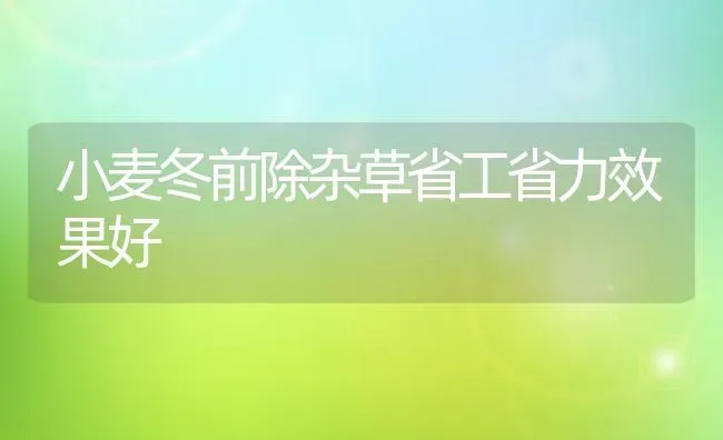 小麦冬前除杂草省工省力效果好 | 瓜果种植